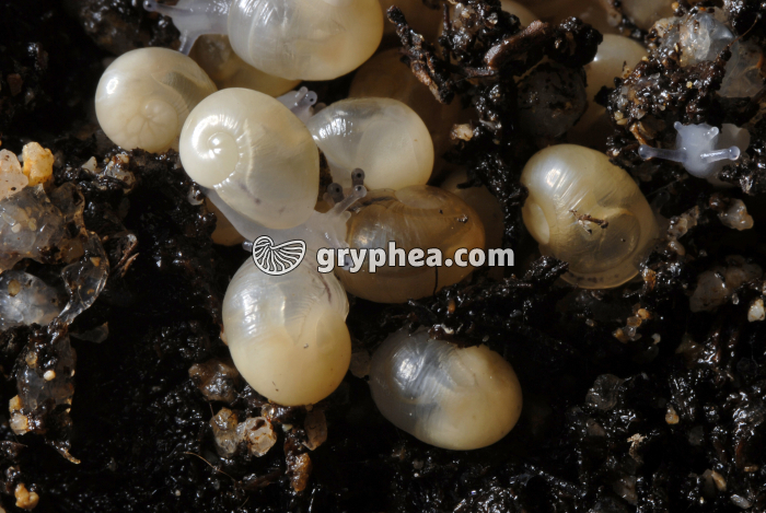 Escargot de Bourgogne - Jeunes escargots juste après l'éclosion - gryphea.com